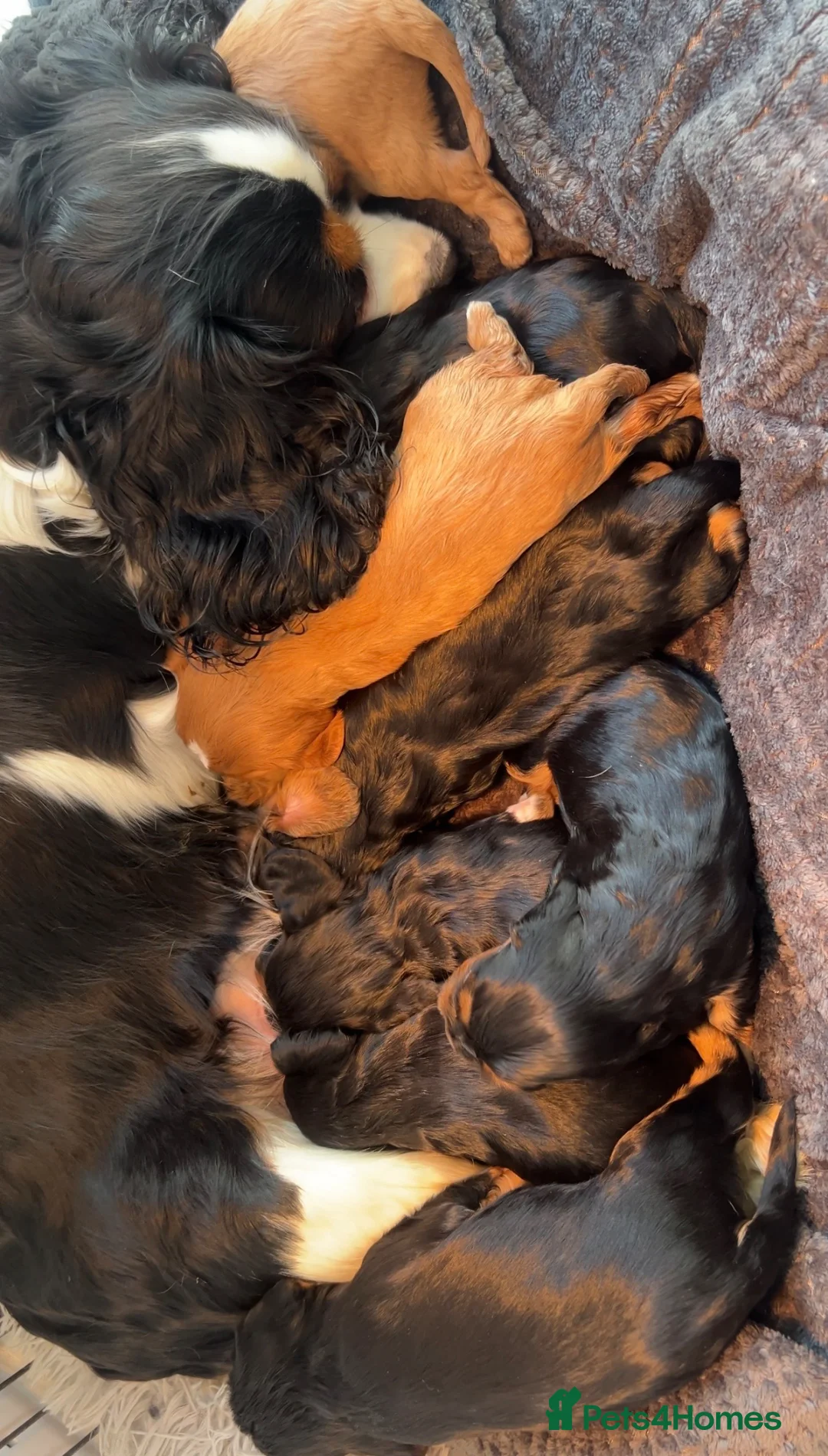 Cavalier King Charles Spaniel dogs for sale: beautiful cavalier King Charles puppies  - Advert 5