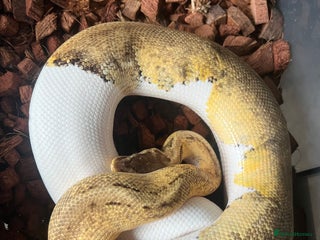 Python Snake reptiles Lemonblast pied male! - Advert 9