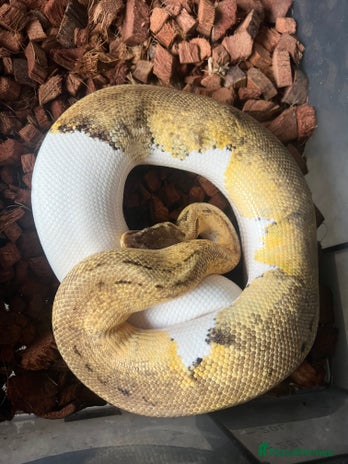 Python Snake reptiles Lemonblast pied male! - Advert 2