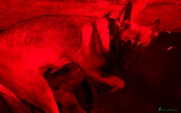 Belgian Shepherd Dog dogs for sale: Belgian shepereds puppies  - Image 2