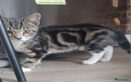 Mixed Breed cats for sale: Gorgeous Bengal x babies **READY NOW** - Image 3