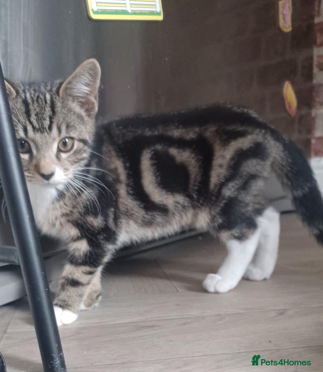 Mixed Breed cats for sale: Gorgeous Bengal x babies **READY NOW** - Image 3