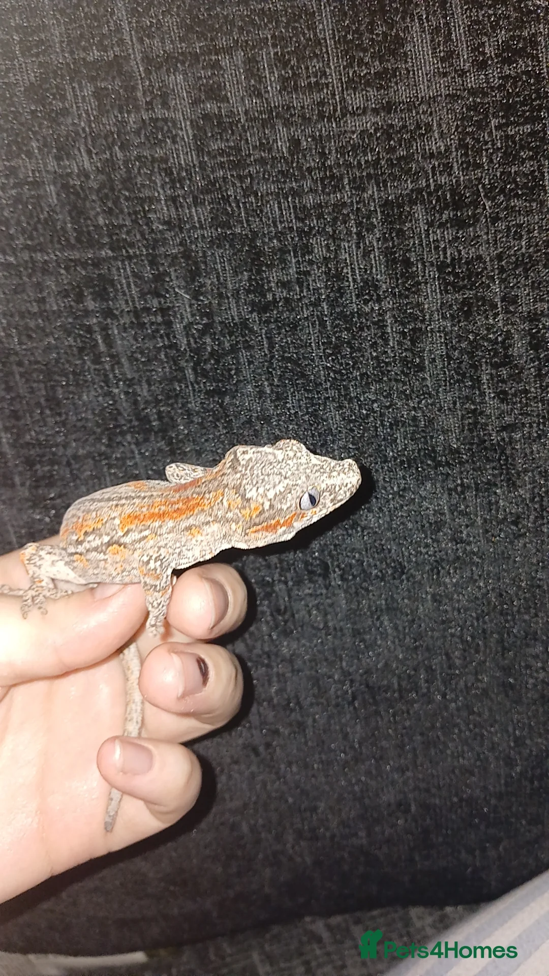 Gecko reptiles for sale: Juvenile male(likely)gargoyle gecko open to offers - Advert 2