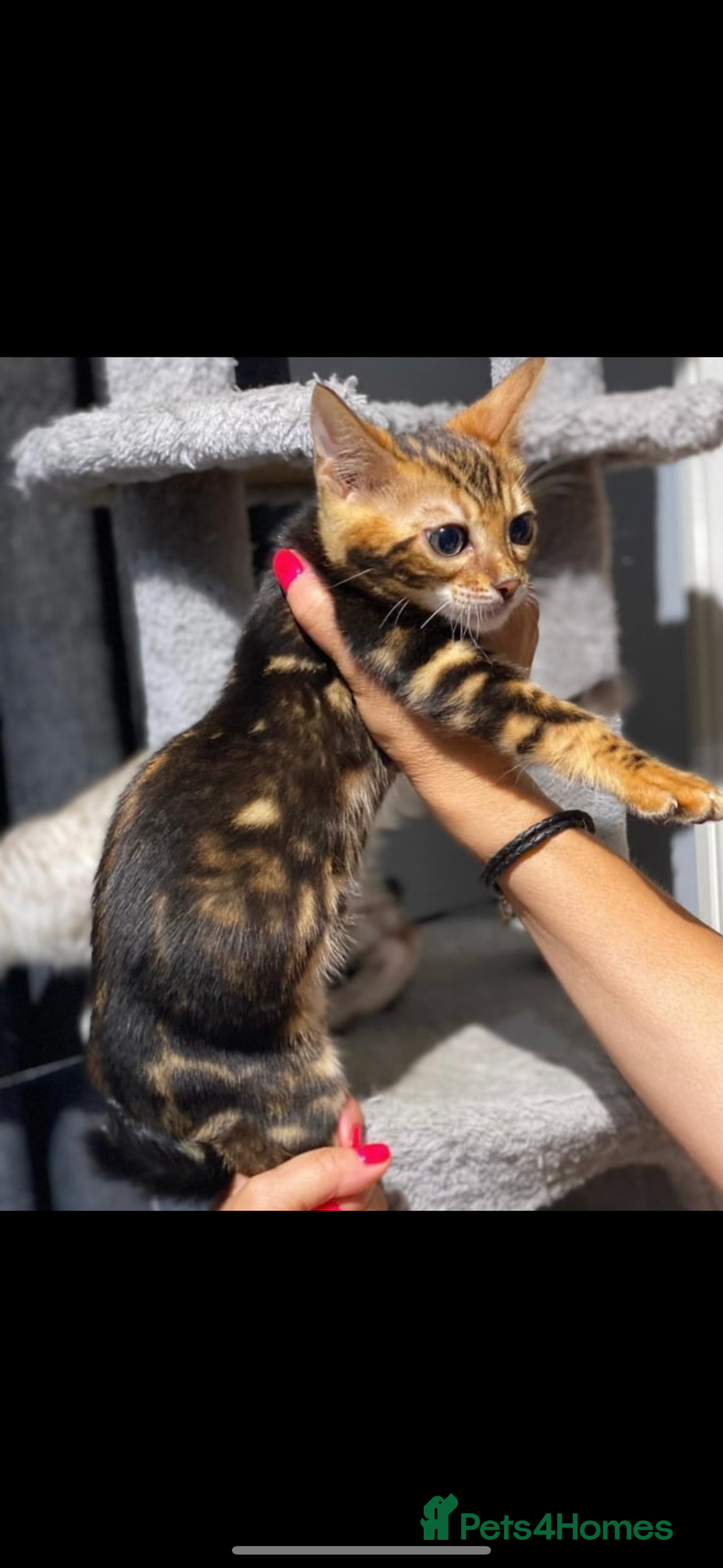 Cat Rescue Marble Orange Cat Bengal Cat Orange Tabby Cats For Sale