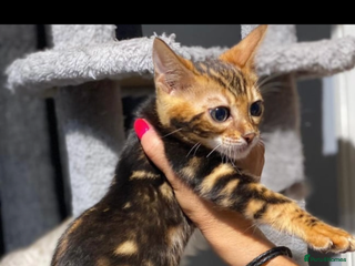 Bengal cats - Advert 27