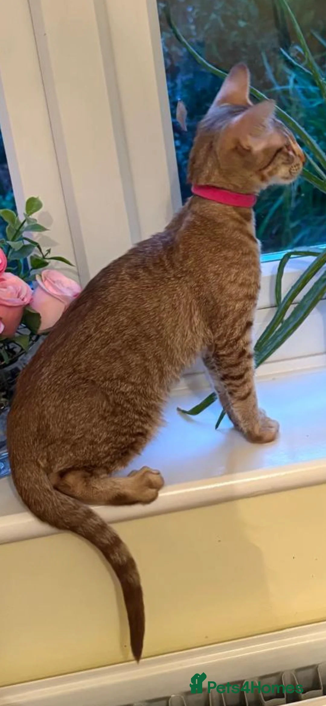 Oriental cats for sale: GCCF cat  - Advert 1