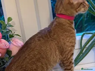 Oriental cats GCCF cat - Advert 1