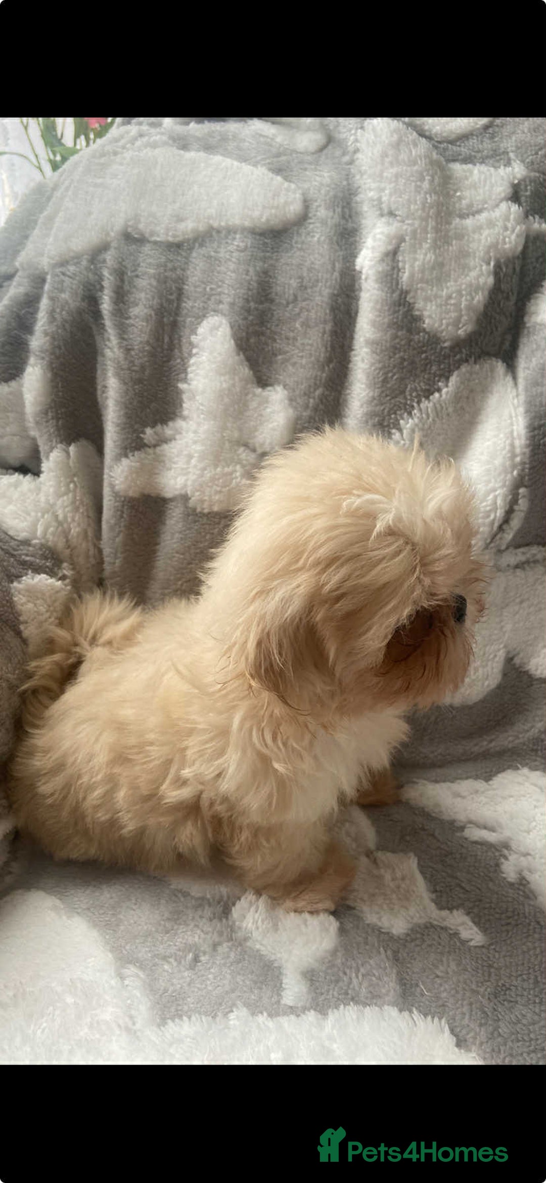 Shih Tzu dogs for sale: 2 lovely Shih Tzu boys for sale  - Image 3