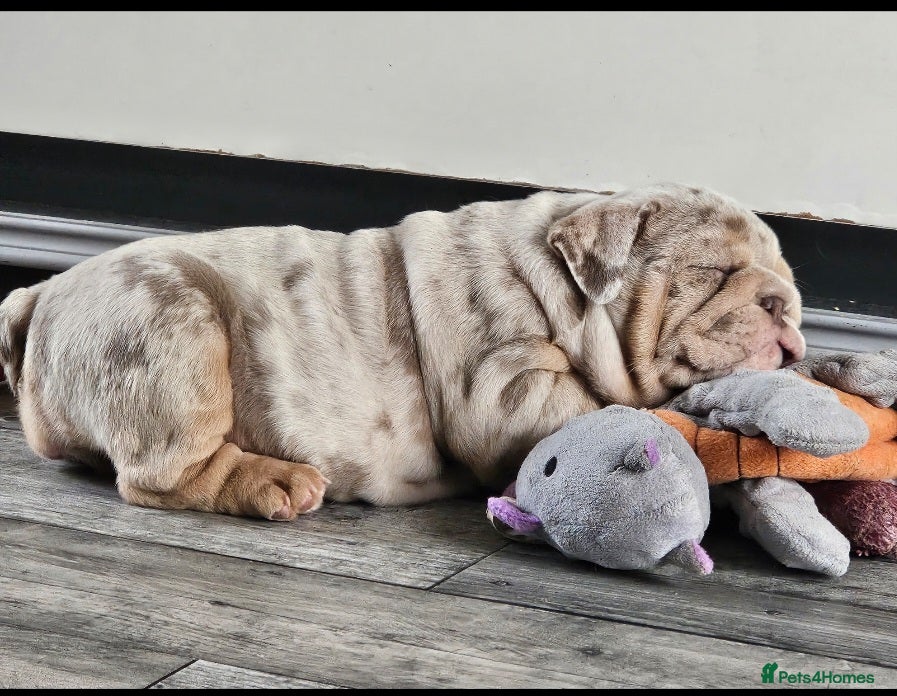 English Bulldog dogs Lilac & tan merle girl English bulldog ready now - Advert 6