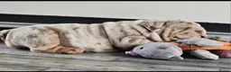 English Bulldog dogs for sale: Lilac & tan merle English bulldog  in Rowley Regis - Advert 2