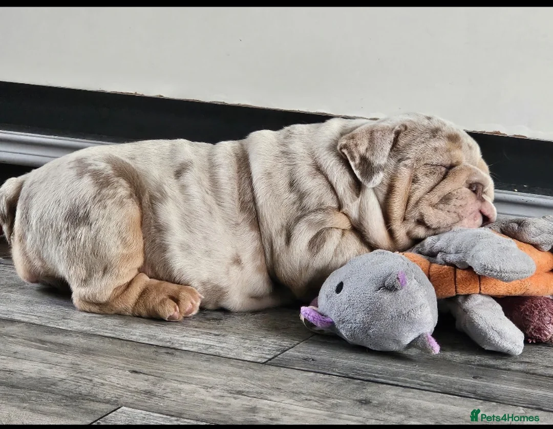 English Bulldog dogs for sale: Lilac & tan merle English bulldog  in Rowley Regis - Advert 2