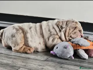 English Bulldog dogs Lilac & tan merle girl English bulldog ready now - Advert 6