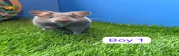Hamster rodents for sale: Baby Syrian Hamster Male Female Boy Girl Pedigree  - Advert 4