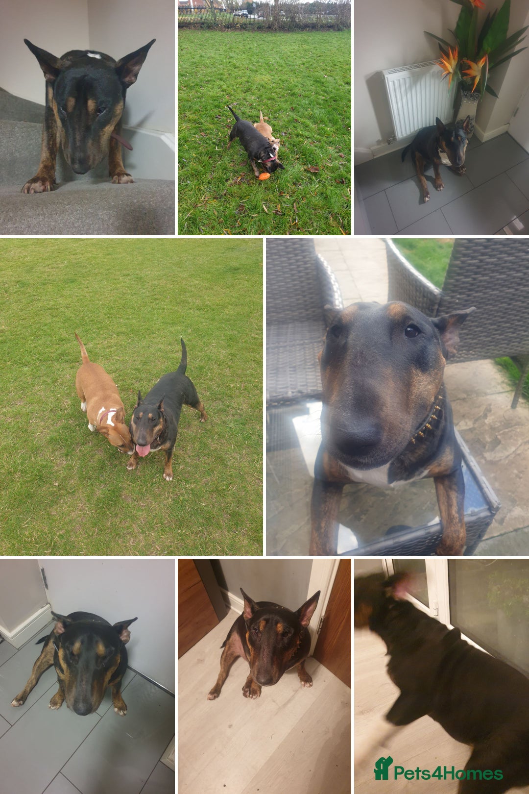 English Bull Terrier dogs for sale: Bull Terriers Seeking Forever Homes - Advert 1