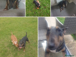 English Bull Terrier dogs Bull Terriers Seeking Forever Homes - Advert 1