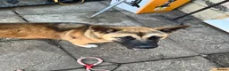 Akita dogs for sale: Beautiful brown coat Akita  - Advert 3