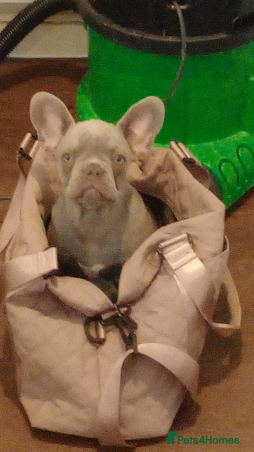French Bulldog dogs for sale: French bulldog (silver/blue) - Image 2
