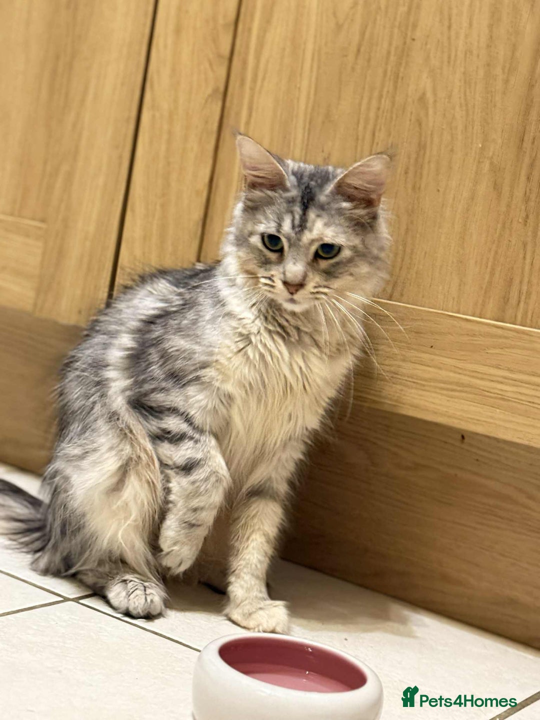 Maine Coon cats for sale: Maine coon - Advert 5