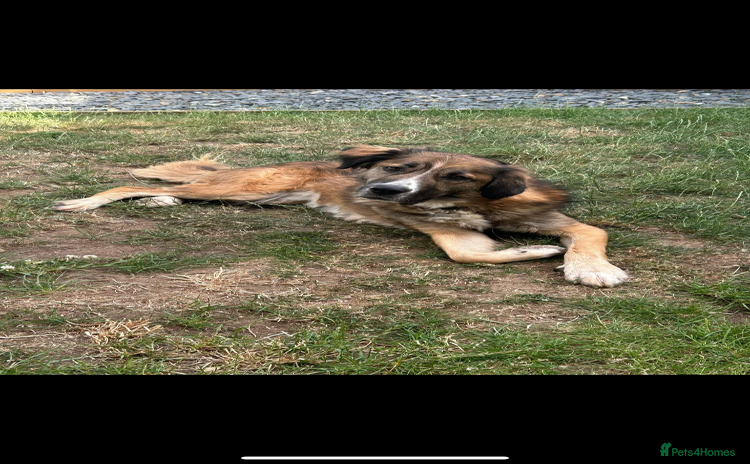 Mixed Breed dogs - Advert 4