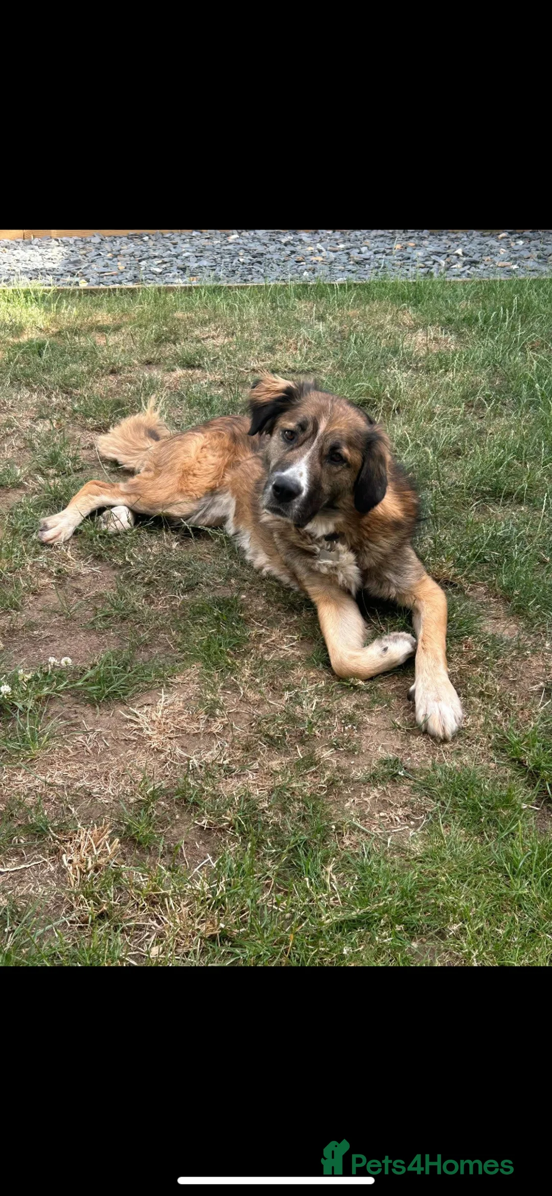 Mixed Breed dogs for adoption: Bell 5 year old Large Female - Advert 2