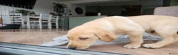 Labrador Retriever dogs for sale: Working Labrador puppies  - Advert 7