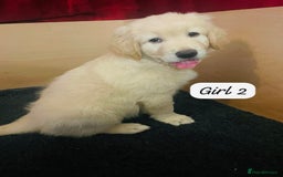 Mixed Breed dogs for sale: Golden Shepherd Puppies for Sale - Image 10