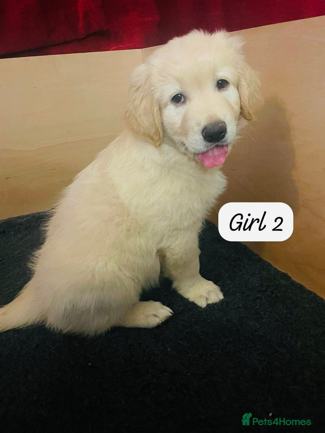 Mixed Breed dogs for sale: Golden Shepherd Puppies for Sale - Image 10