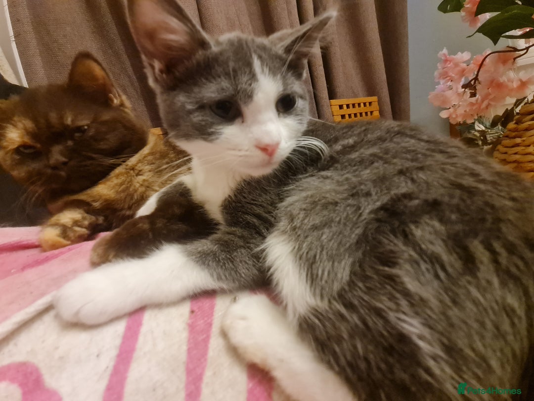 Mixed Breed cats for sale: Stunning  kittens looking  4 new home - Advert 4