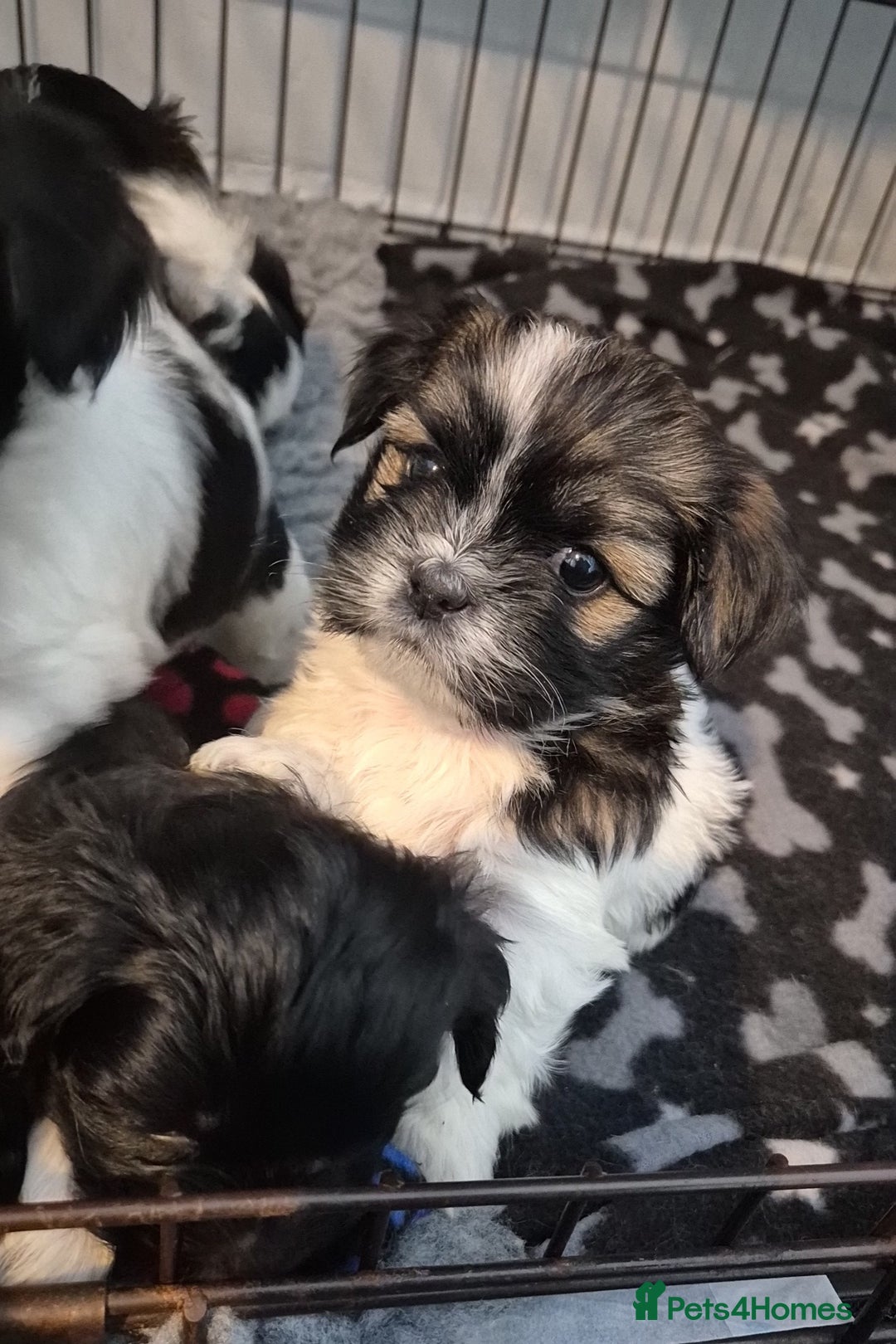 Lhasa Apso dogs for sale: Lhaso Apso Puppies  - Image 8