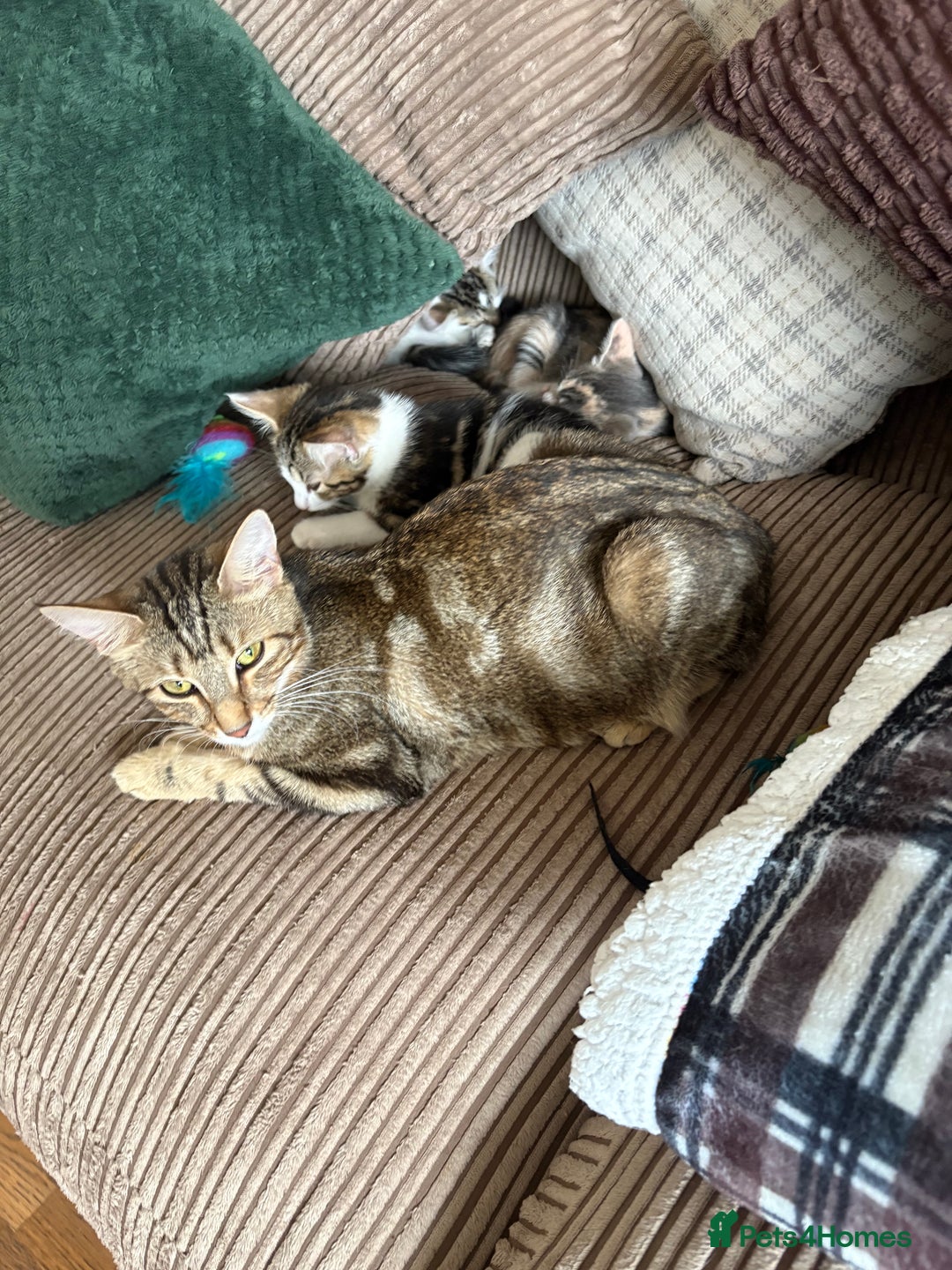 Mixed Breed cats for sale: Beautiful mixed breed kittens  - Image 10