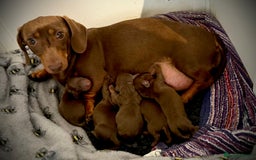Miniature Dachshund dogs for sale:  Exquisite Miniature Dachshund Puppies  - Image 1