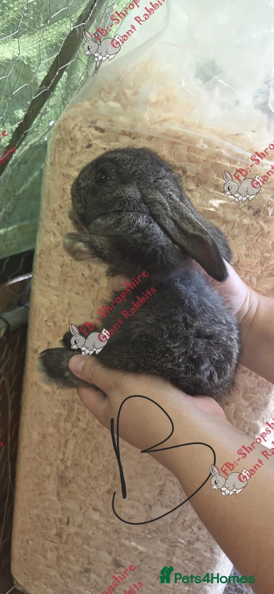 Continental Giant rabbits for sale: Beautiful Giant Continental Rabbits  - Advert 8