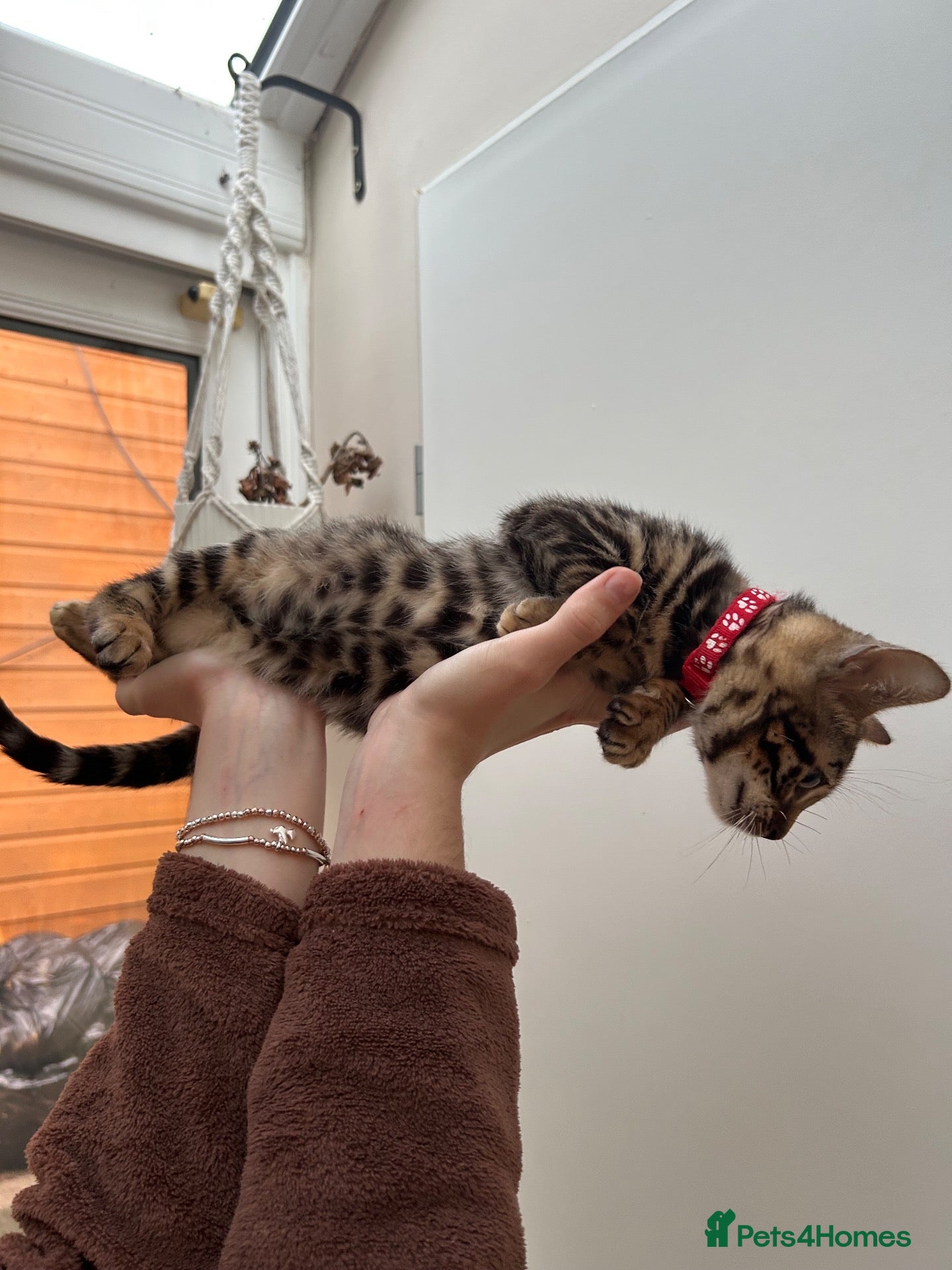 Bengal cats Pure Bengal Kittens ❤️ready for their new home 🏡  - Advert 2