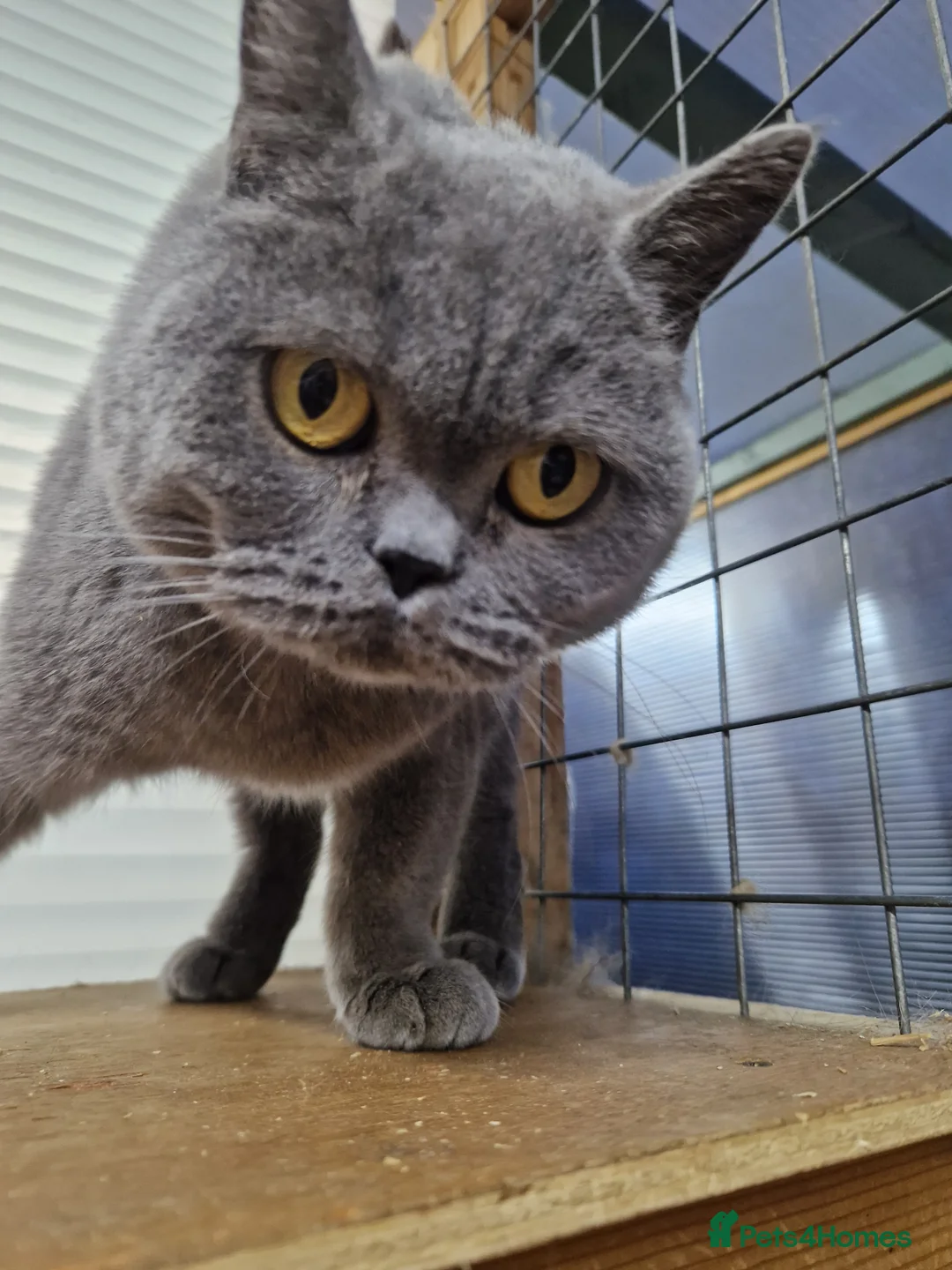British Shorthair cats for sale: British Shorthair Girl - Advert 3