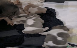 French Bulldog dogs for sale: French bulldog puppies 2 boys 1 girl left in Chatham - Image 19