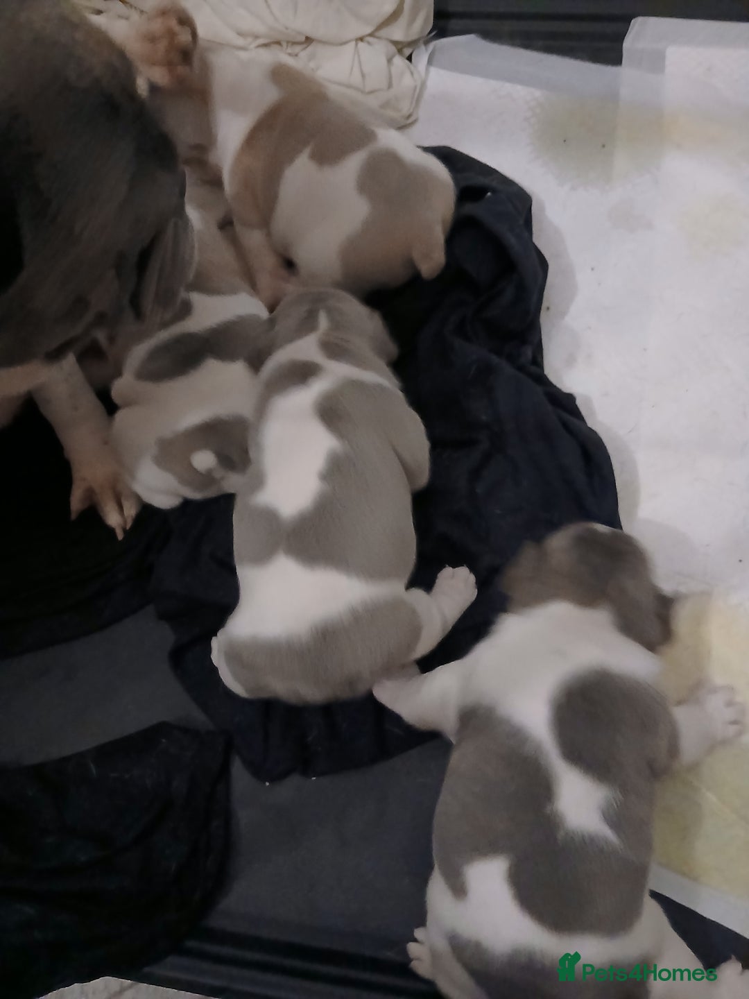 French Bulldog dogs for sale: French bulldog puppies 2 boys 1 girl left in Chatham - Image 19