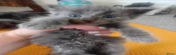 Russian Blue cats for sale: Russian blue Scottish fold mix stunning breed  - Advert 29