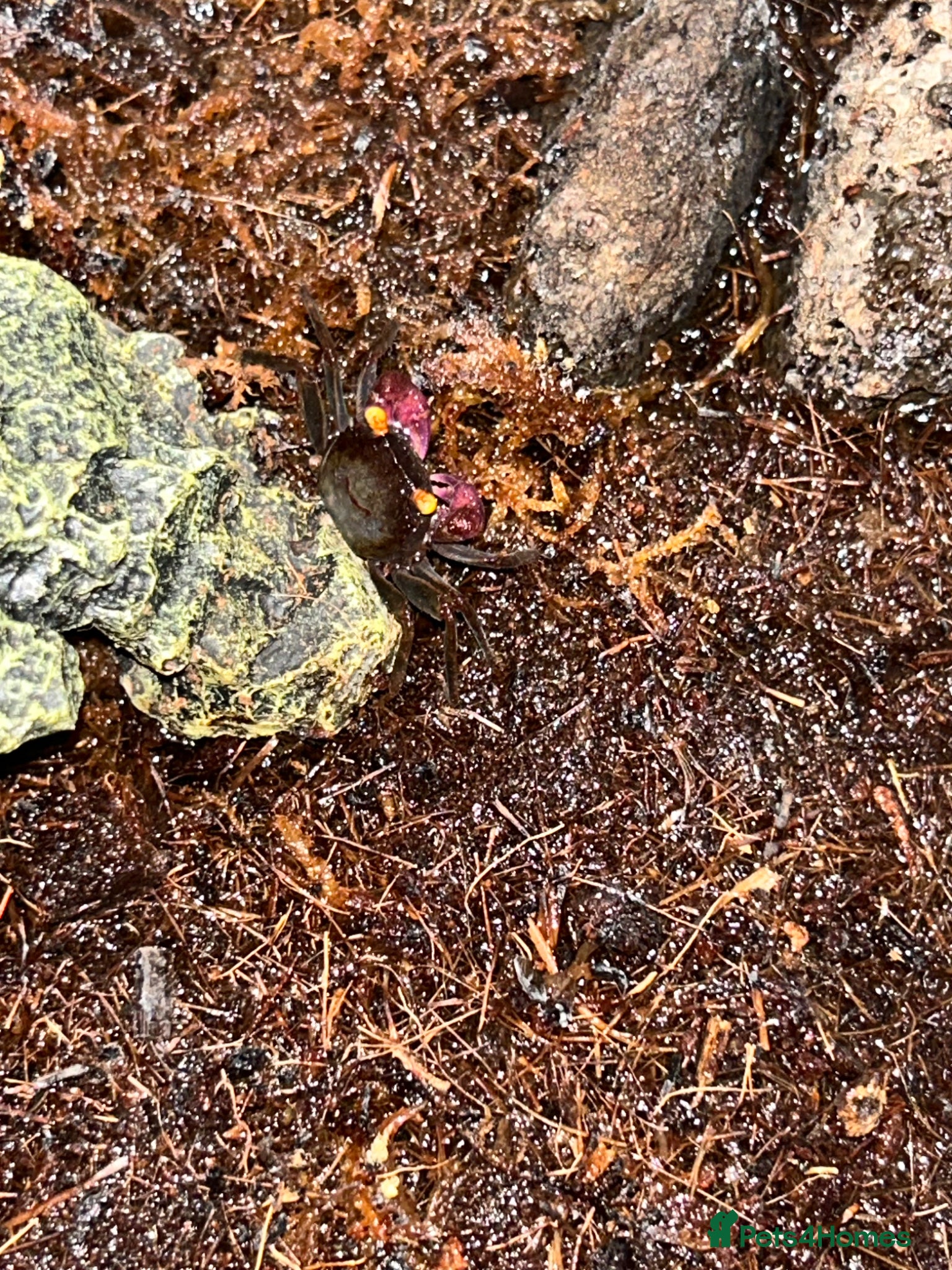 Crabs invertebrates for sale: 🦀 3 Vampire Crabs Complete Setup Ready to Go - Advert 4