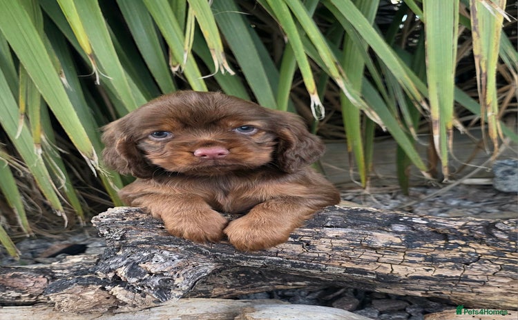 Cocker Spaniel dogs - Advert 13