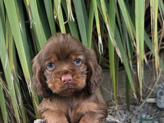 Cocker Spaniel dogs - Advert 17