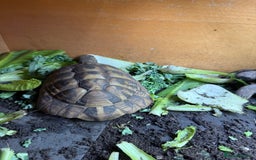 Tortoise reptiles for sale: Hermanns - Image 4