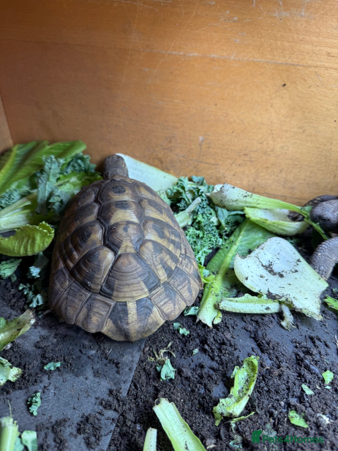 Tortoise reptiles for sale: Hermanns - Image 4