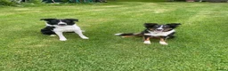 Border Collie dogs for sale: 5 Beautiful Border Collie Puppies  - Advert 15