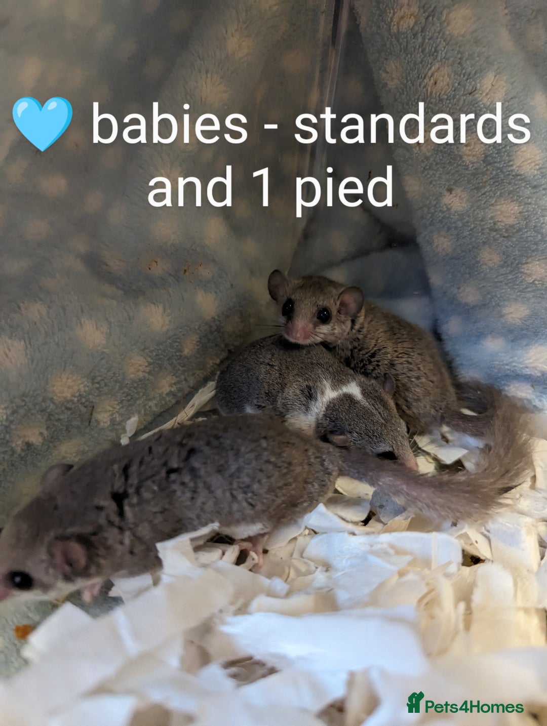 Mouse rodents for sale: African Pygmy dormice. Browns and Pieds!!! - Image 5
