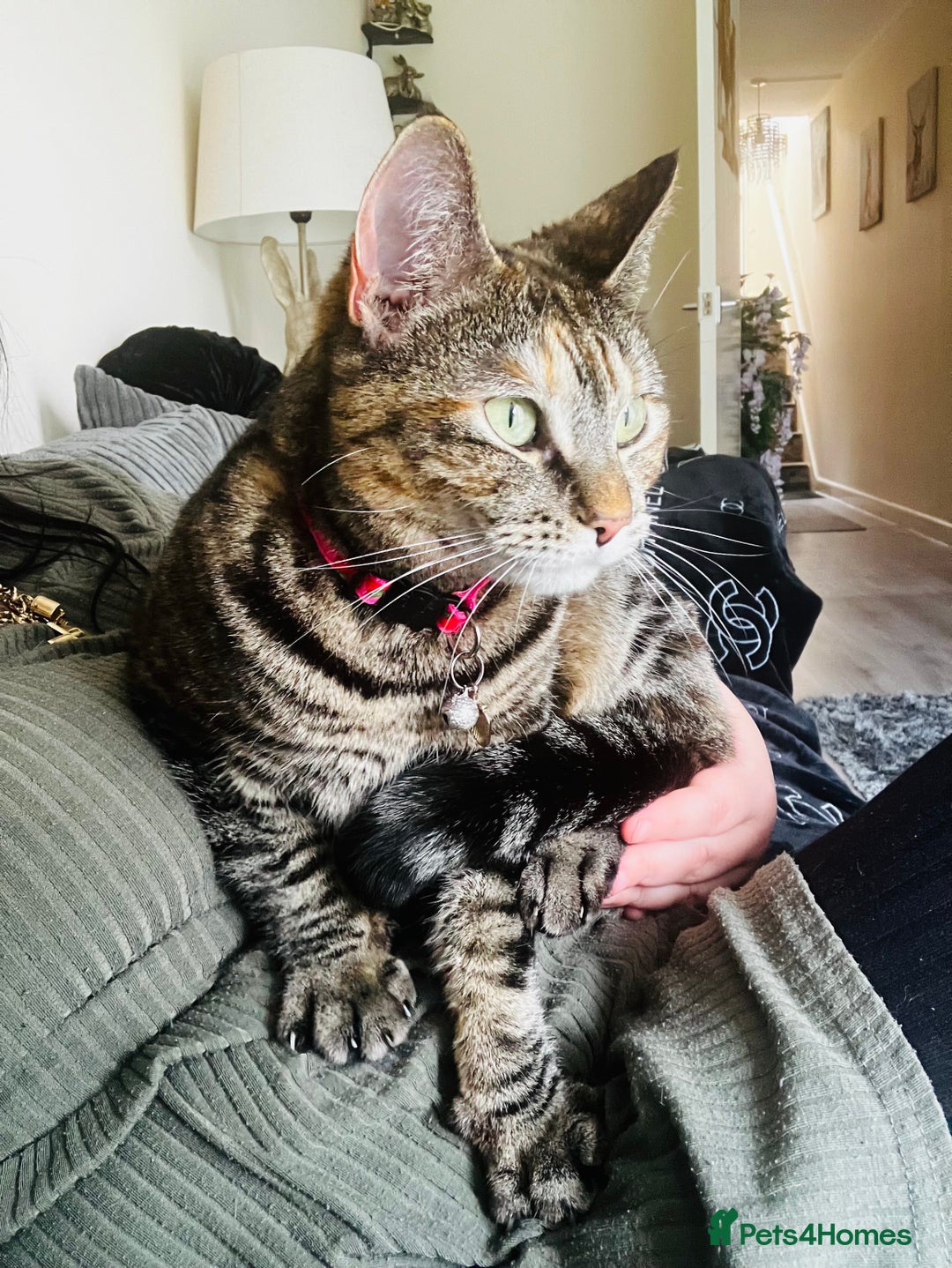 Mixed Breed cats for sale: Adult female tabby  - Advert 2