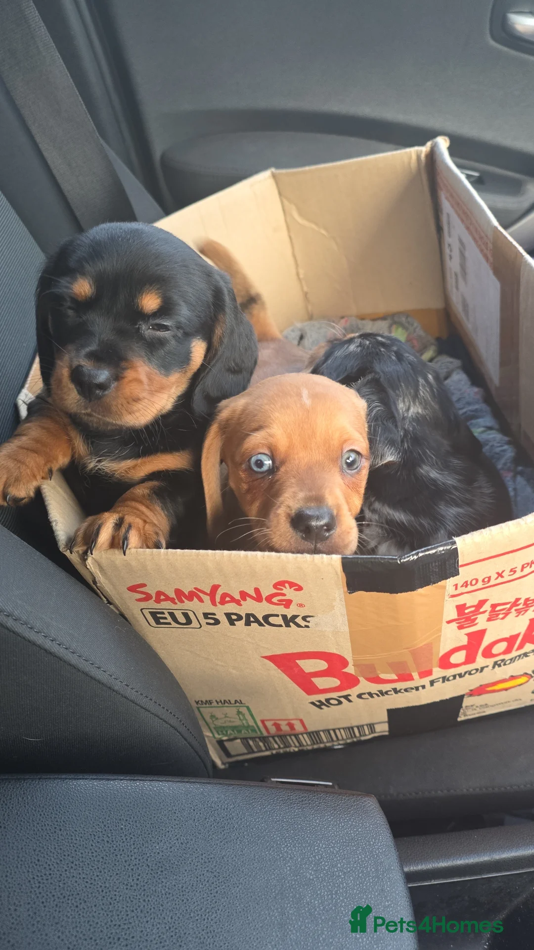 Mixed Breed dogs for sale: Daschund X Pug - Advert 19
