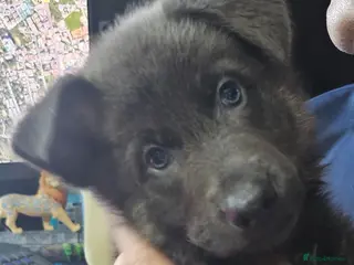 German Shepherd dogs Pure bred blue gsd puppies - Advert 1