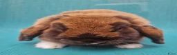 Mini Lop rabbits for sale: Male mini lop rabbits. Exceptionally well bred!  - Advert 3