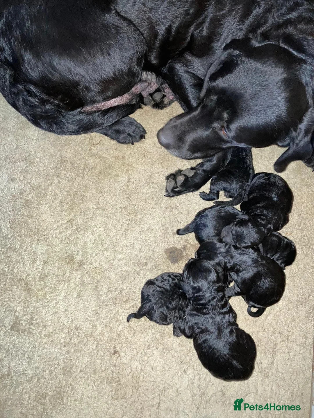 Poodle dogs for stud: FOR STUD Moyen Poodle (proven)  in Northampton - Advert 23