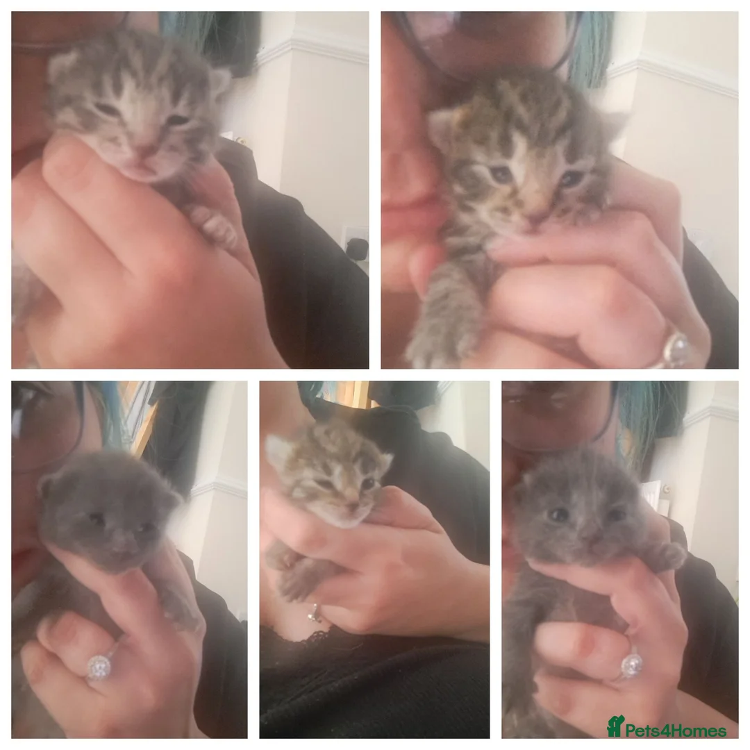 Mixed Breed cats for sale: 5 beautiful kittens for sale in Torquay - Advert 2